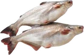 :	Cream Dory Fish.jpg
: 14582
:	7.0 